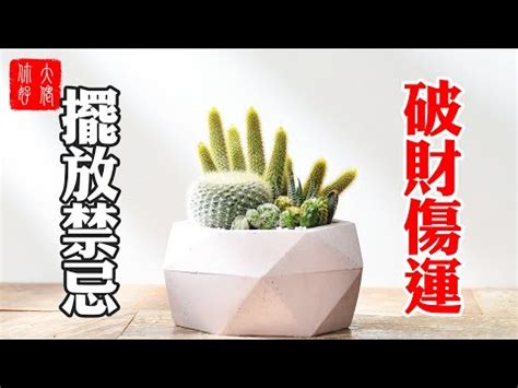 家裡可以放仙人掌嗎